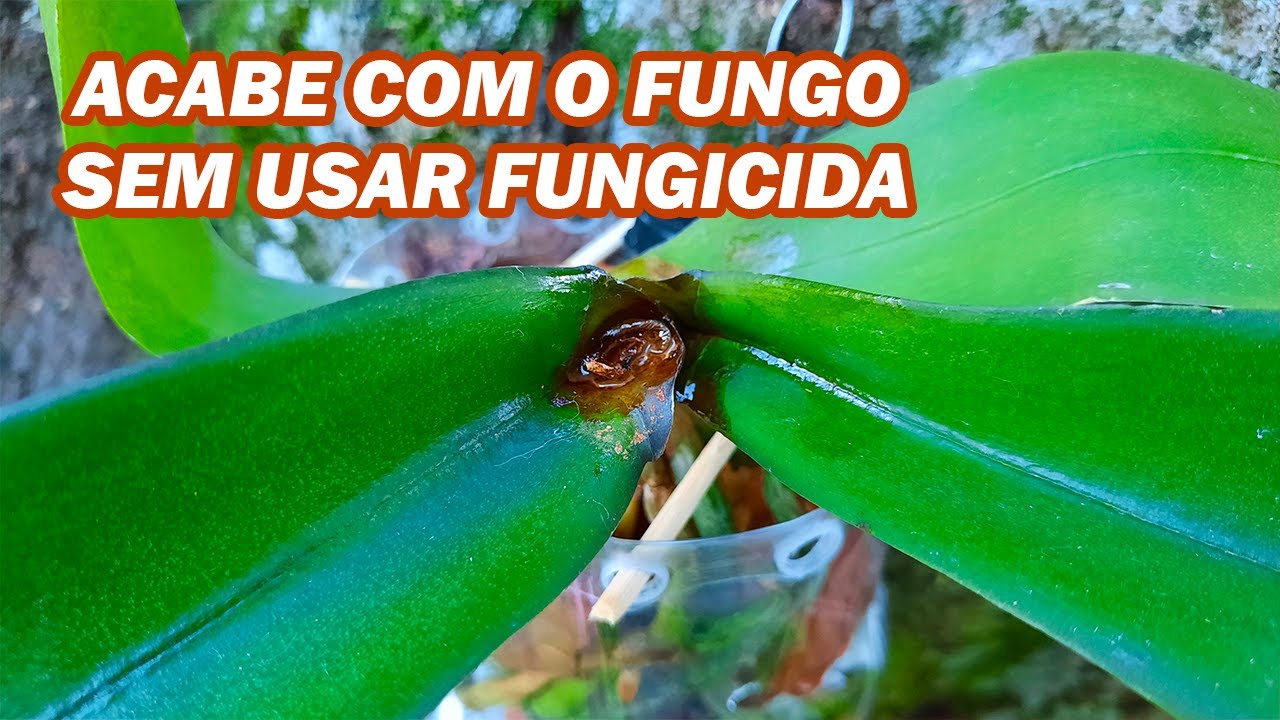 COMO TRATAR ORQUÍDEA COM FUNGO