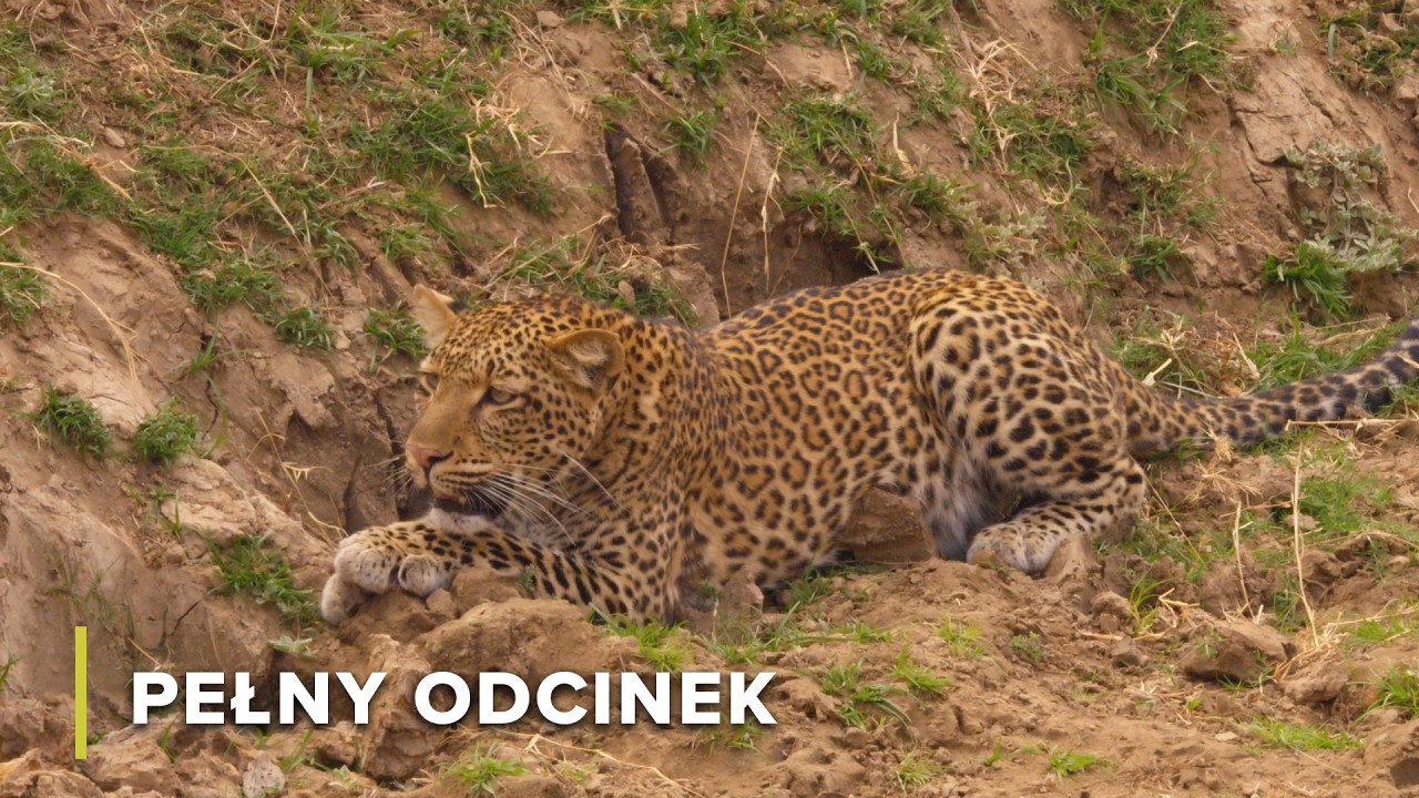 Pawiany, Guźce i Lampart Olimba | Nieujarzmiona Dolina 103