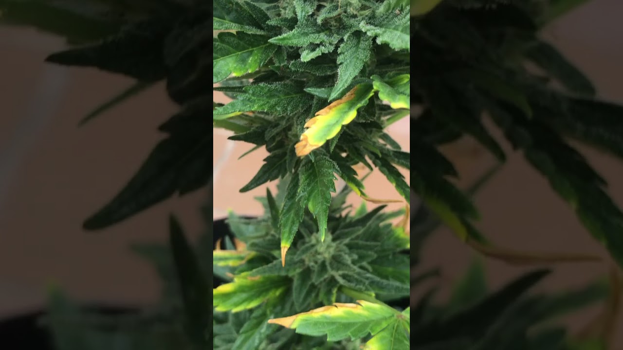 Цветение растений марихуаны на террасе, 7 неделя #outdoor #growweed #marijuana #weed #redgorillagirl
