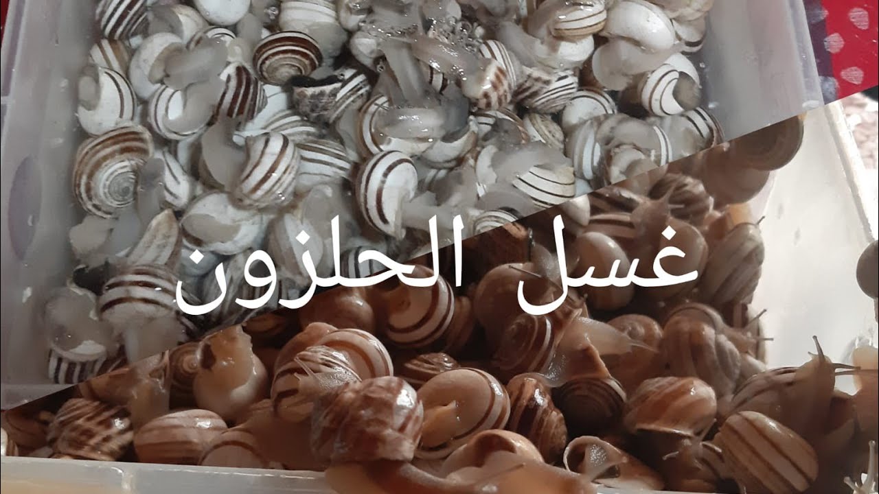 طريقة غسل الحلزون🐌 أو غلالة🐌 أو الببوش🐌 للمبتدئات