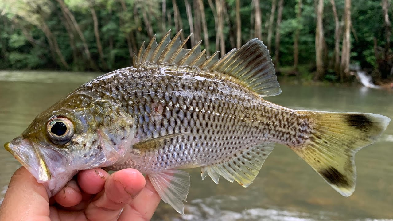 Land-based Lure Fishing for Jungle Perch in a Cairns Rainforest Stream