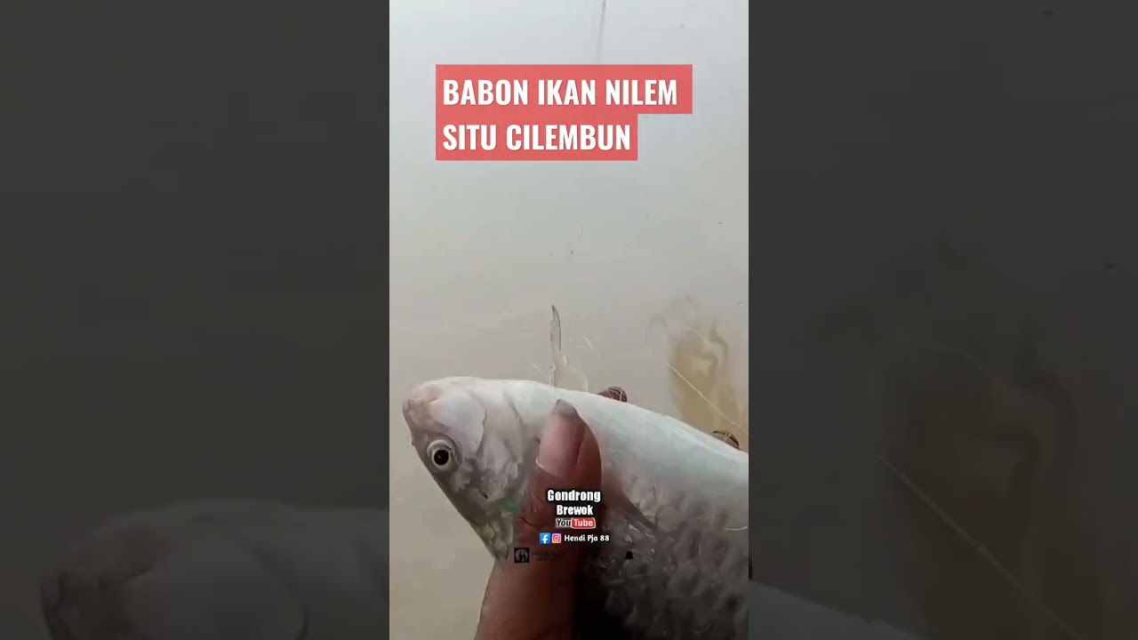 Babon Ikan Nilem Situ Cilembun @gondrongbrewok @Jayapetualangdesa @ehsanpetualang1172