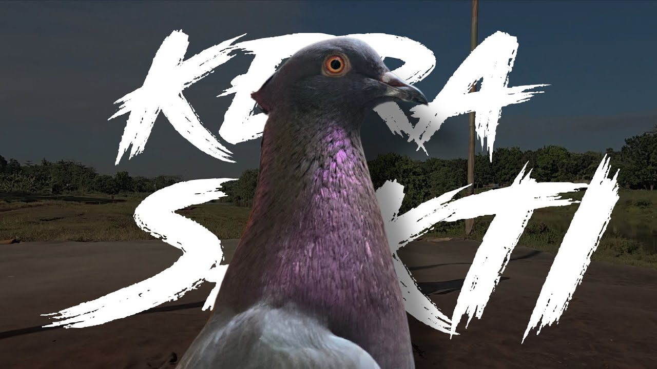 AKSI SERU!!! MERPATI JAMBUL KERA SAKTI DI EVENT PRALOMBA MOBIL BARU PMKN