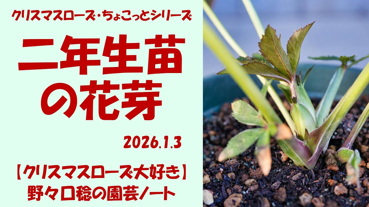 2026.1.3 二年生苗の花芽