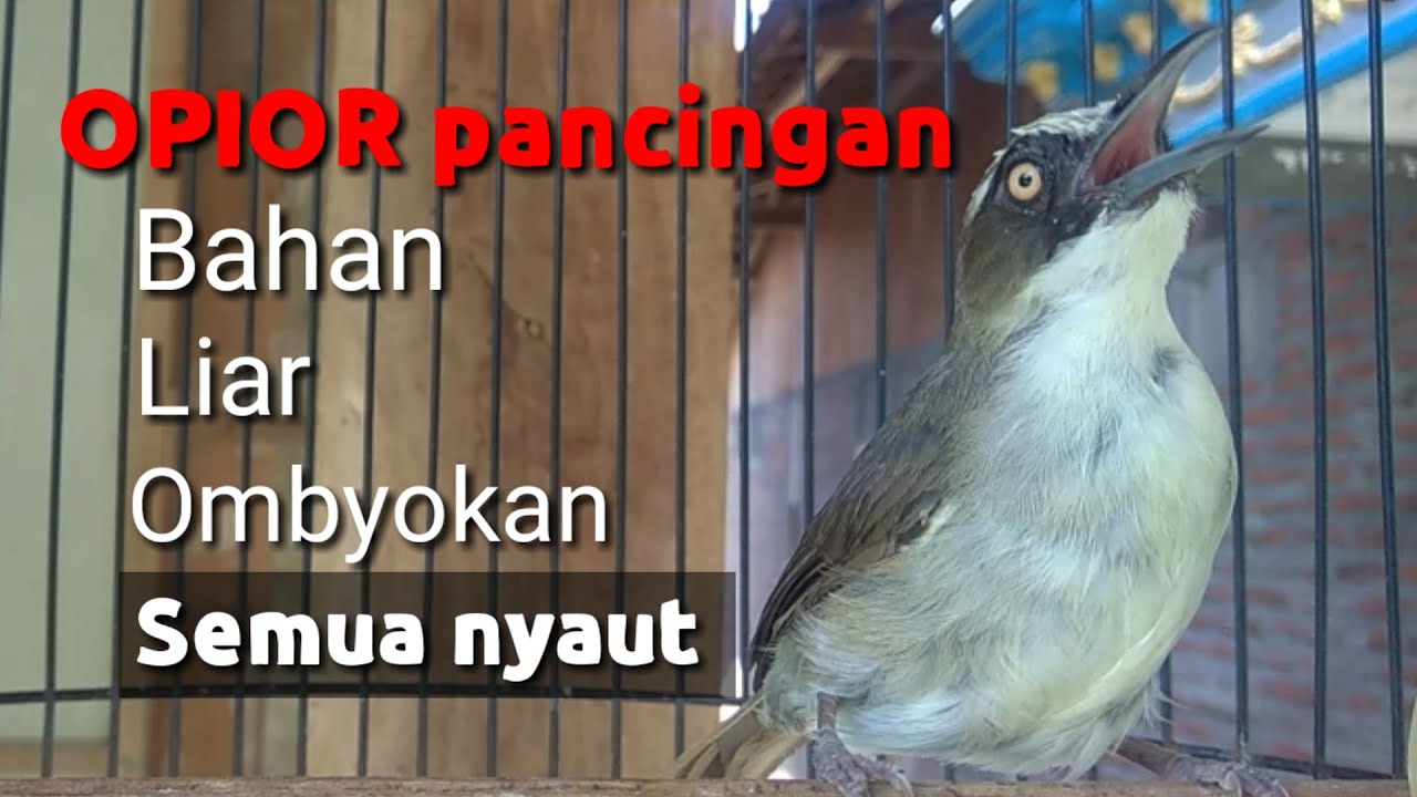 Ampuh! Opior paruh tebal untuk semua bahan ombyokan