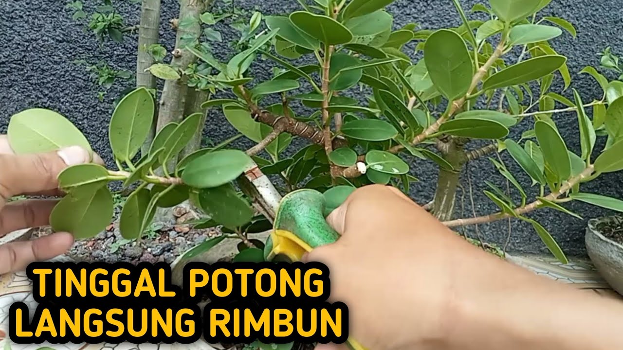cara membuat bonsai beringin dolar  rimbun dan cara stek beringin dolar | video 10