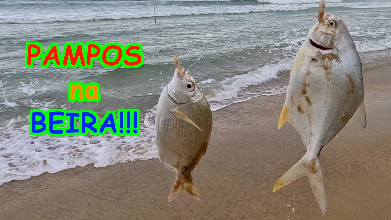 PAMPOS na BEIRA deixam a pescaria uma LOUCURA!!!