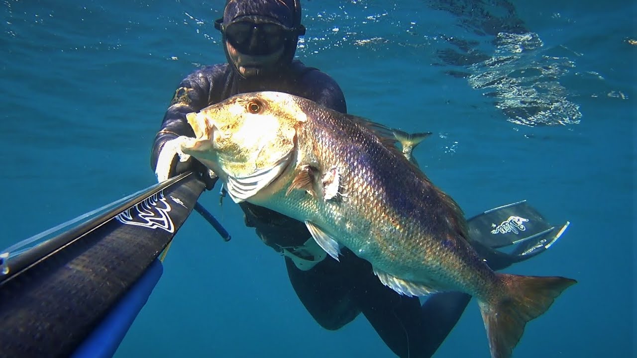 Top 10 Thrilling Close Encounters with Dentex – Spearfishing Highlights! | Spearfishing Only