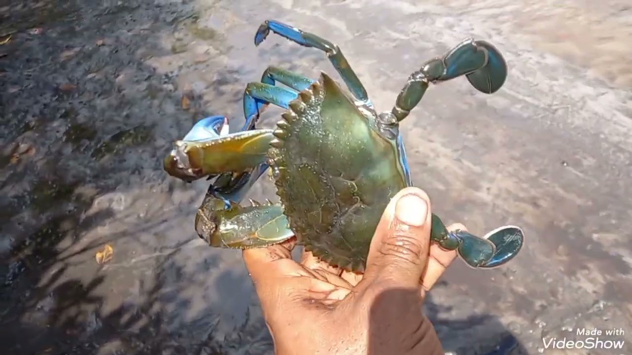 Indo a segunda  vez no mesmo mangue e o resultado  top asistam ,100% produtivo