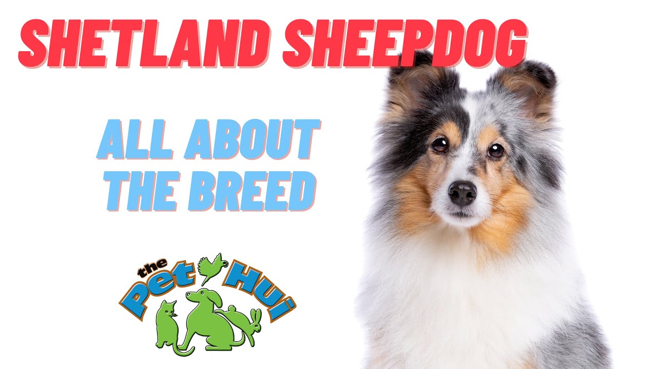 All About Dog Breed: Shetland Sheepdog