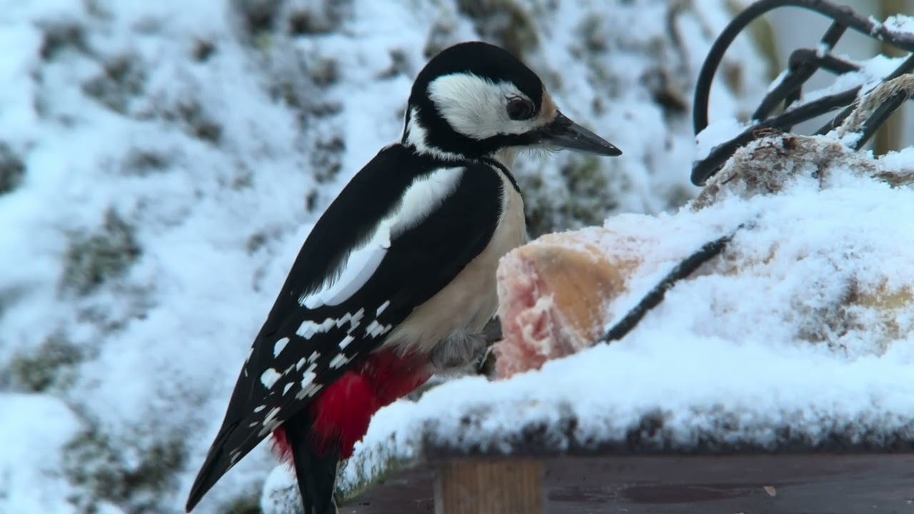 Птицы России. Бёрдвотчинг. Birdwatching. Санкт- Петербург