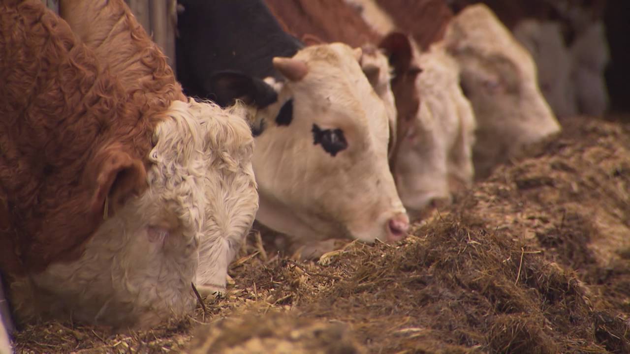 Mein Bauernhof – OÖ Landwirtschaft wie sie ist: Rindermast