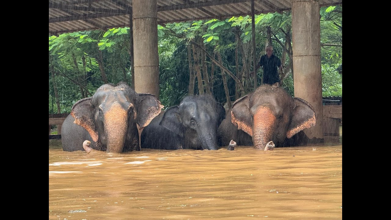Devastating Flood at Elephant Nature Park, October 2024