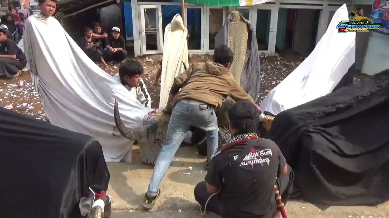kalap bantengan SATRIA MUDA live wiyurejo pujon part 1