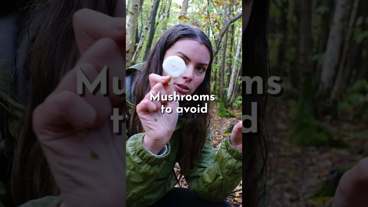 Why you should learn about wild mushrooms! | Foraging & Mushroom identification #mushroom