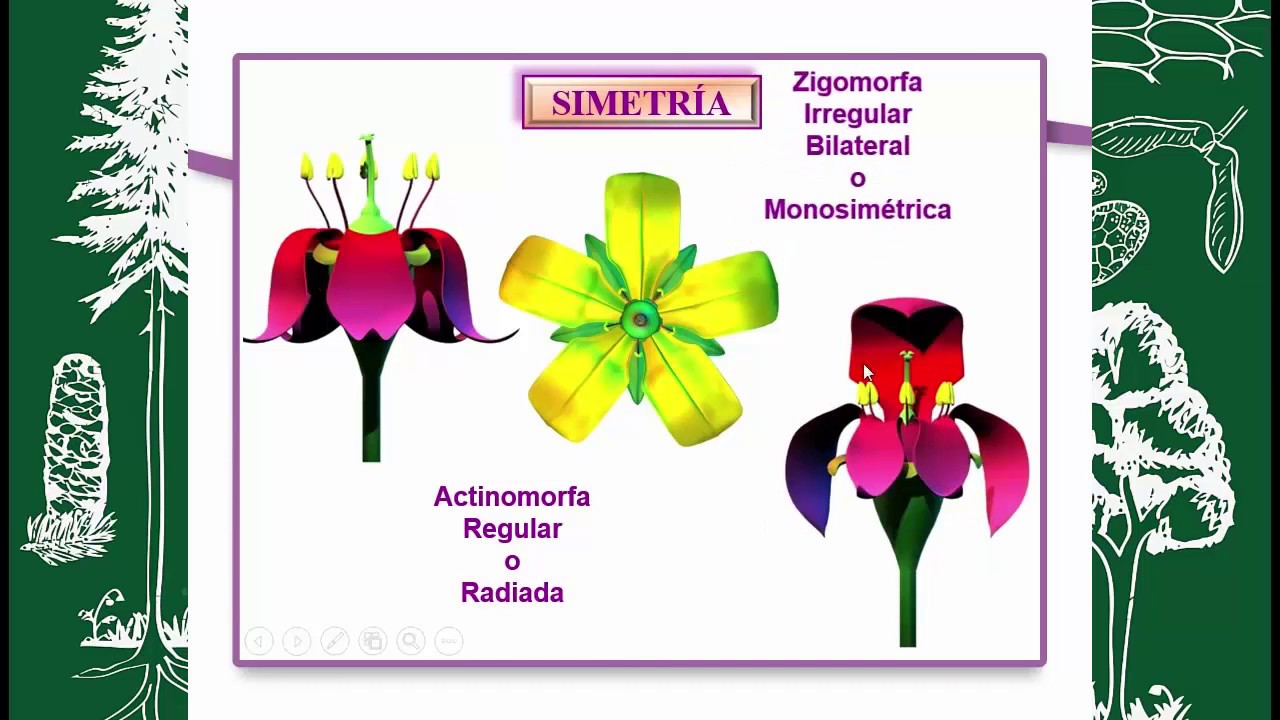 BOTÁNICA MORFOLÓGICA (FLOR) Tipos, simetria y sexualidad