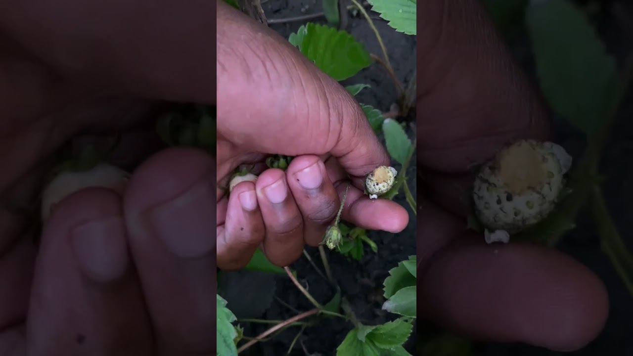 From crocs to the garden, plucking my very first strawberries. 