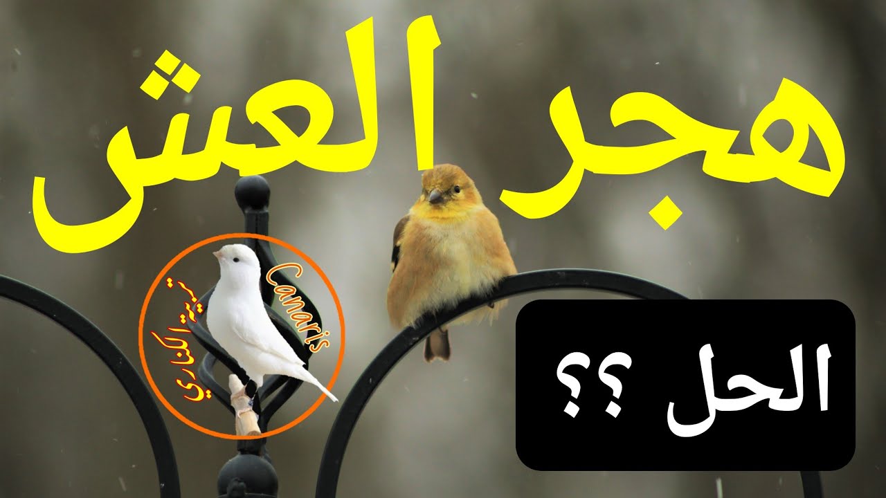 هجر انثى الكناري العش - ترك البيض و هجر الفراخ - الحل للمشكل