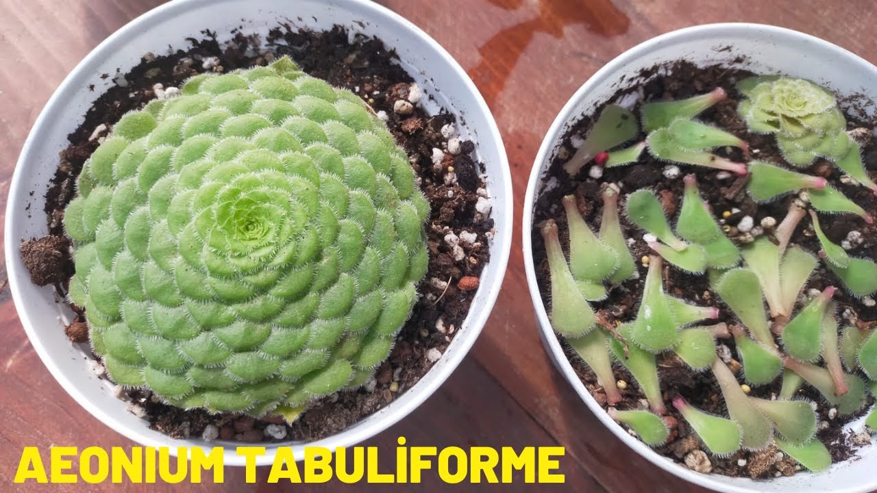 Aeonıum Tabuliforme Bakımı Üretimi/Fincan Tabağı Bitkisi