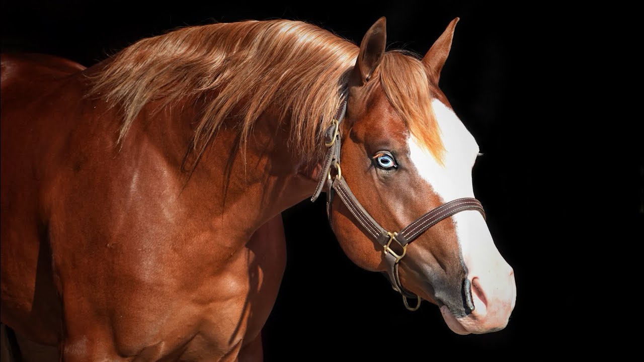 3 yr old Colonel’s Shining Gun x Nu Chex To Cash