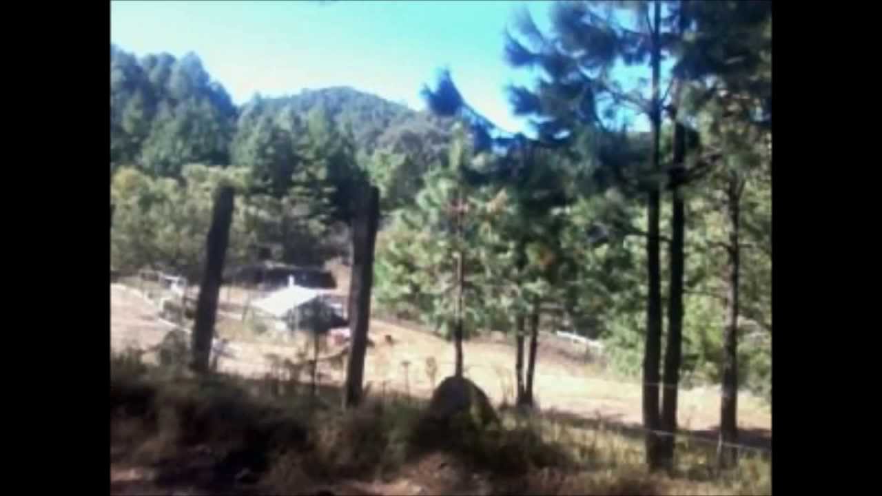 Cardenales De Sinaloa & Alameños de la Sierra - Popurri [EN VIVO FP]