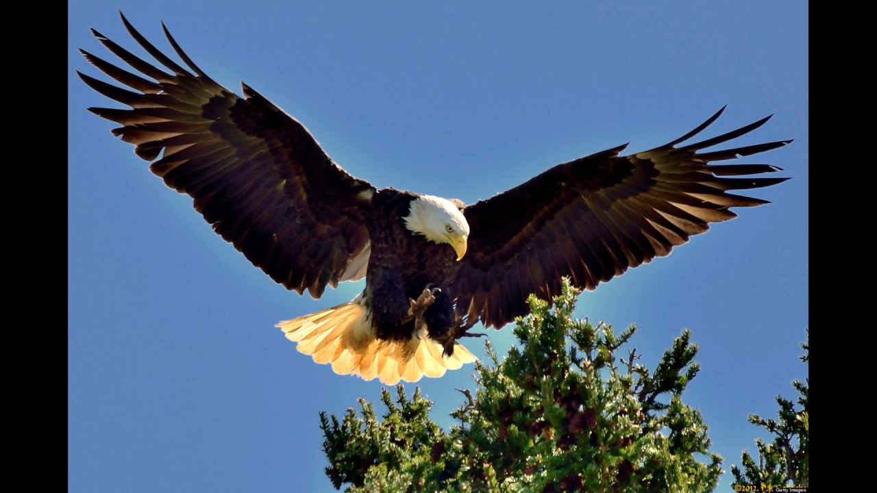 Fr. Karl Katembo  - Mon Bien Aime