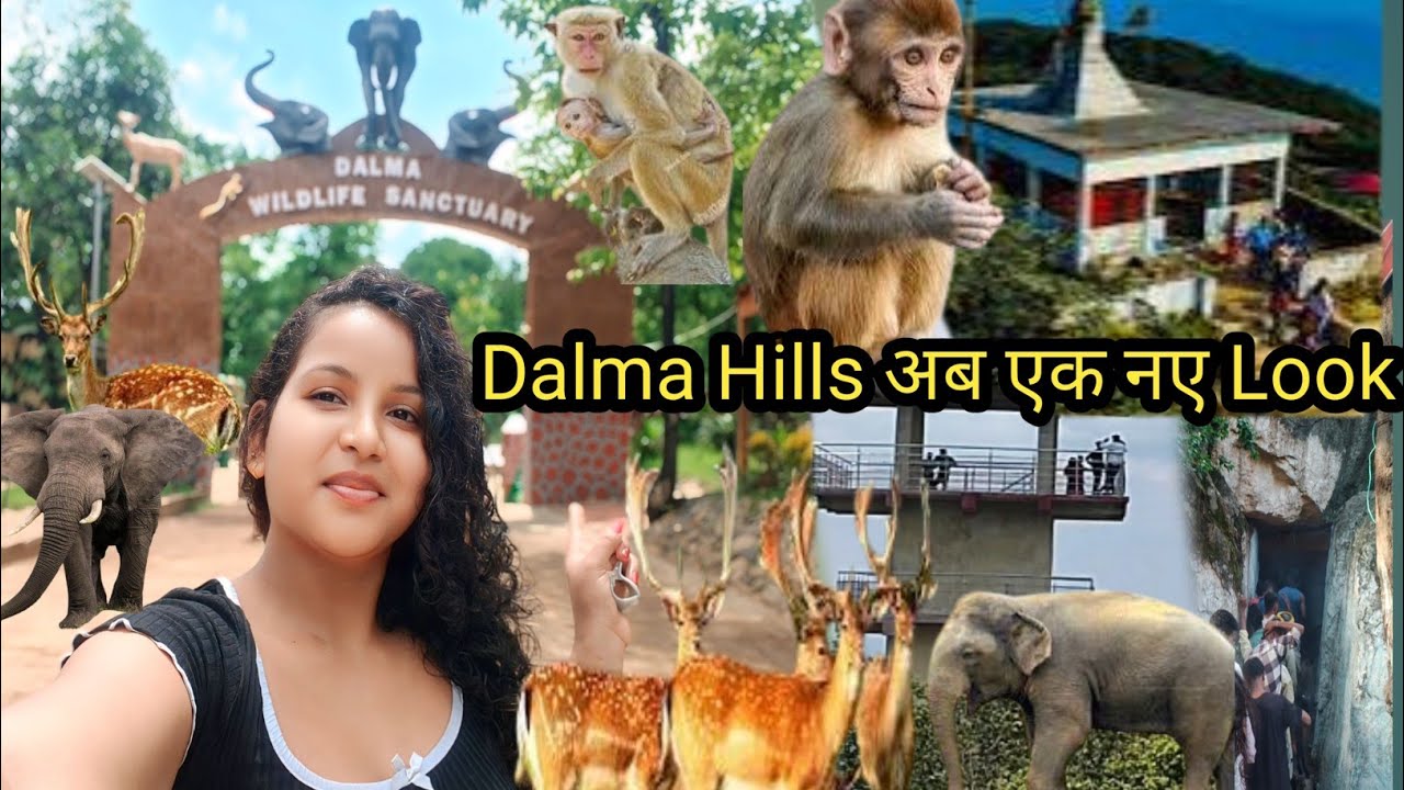 Dalma Wildlife Sanctuary|Dalma Hills Jamshedpur|#shivmandirdalma #dalma #jamshedpur #wildlife #vlog