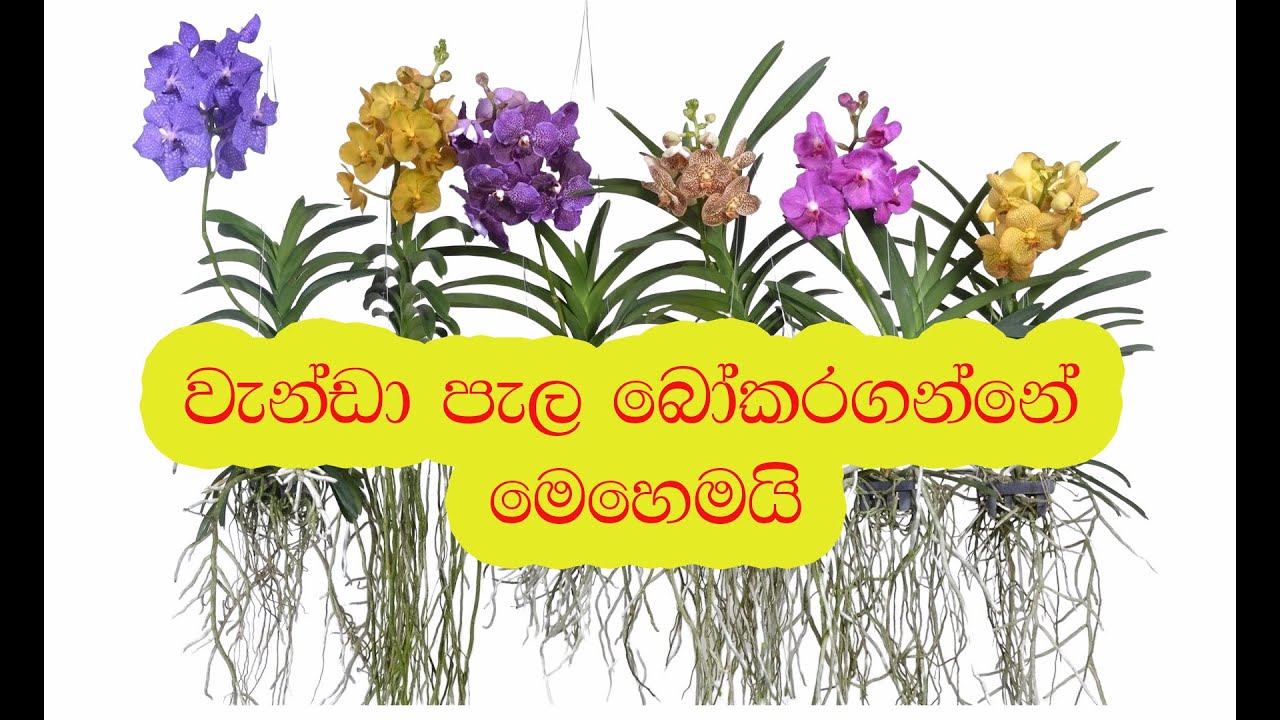 වැන්ඩා පැල බෝකරගන්නේ මෙහෙමයි