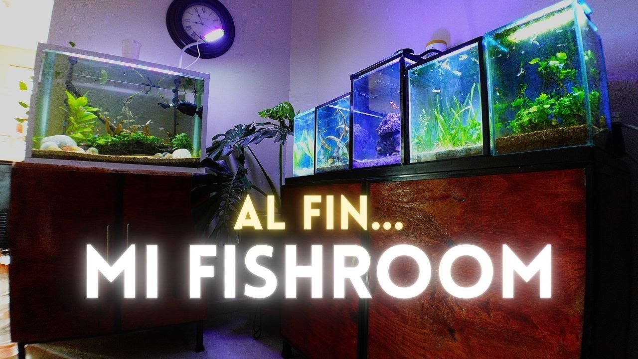 Después de mucho tiempo y esfuerzo, les presento Mi Fishroom
