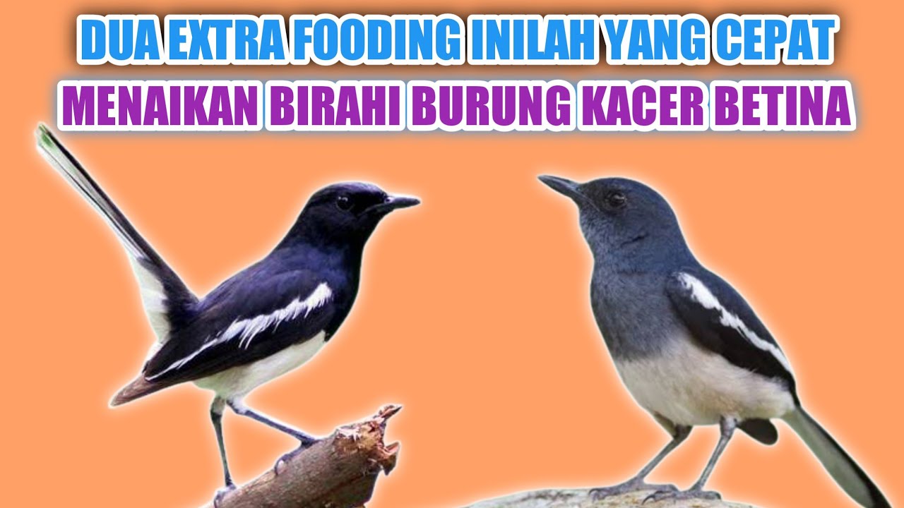 CARA CEPAT MENAIKAN BIRAHI BURUNG KACER BETINA