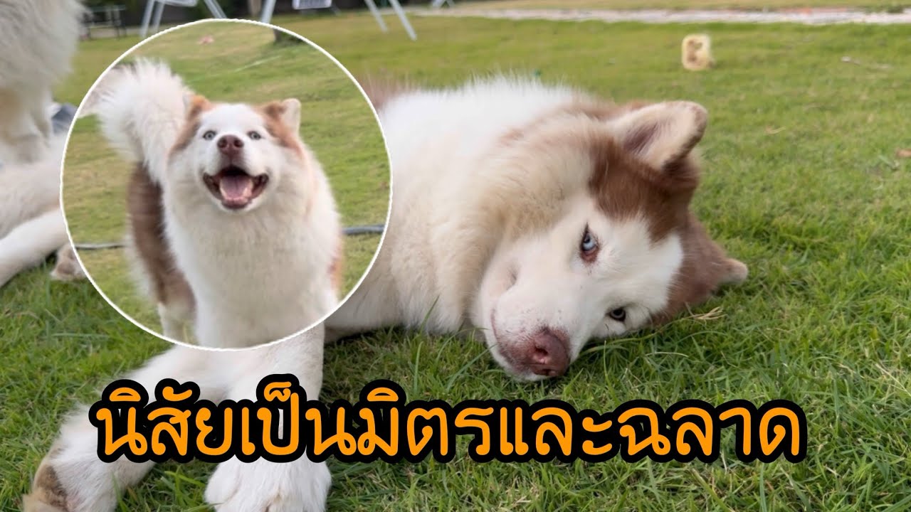มีลักษณะนิสัยเป็นมิตรฉลาดเป็นศัตรูกับเฟอร์นิเจอร์เพื่อนรักกับโจร