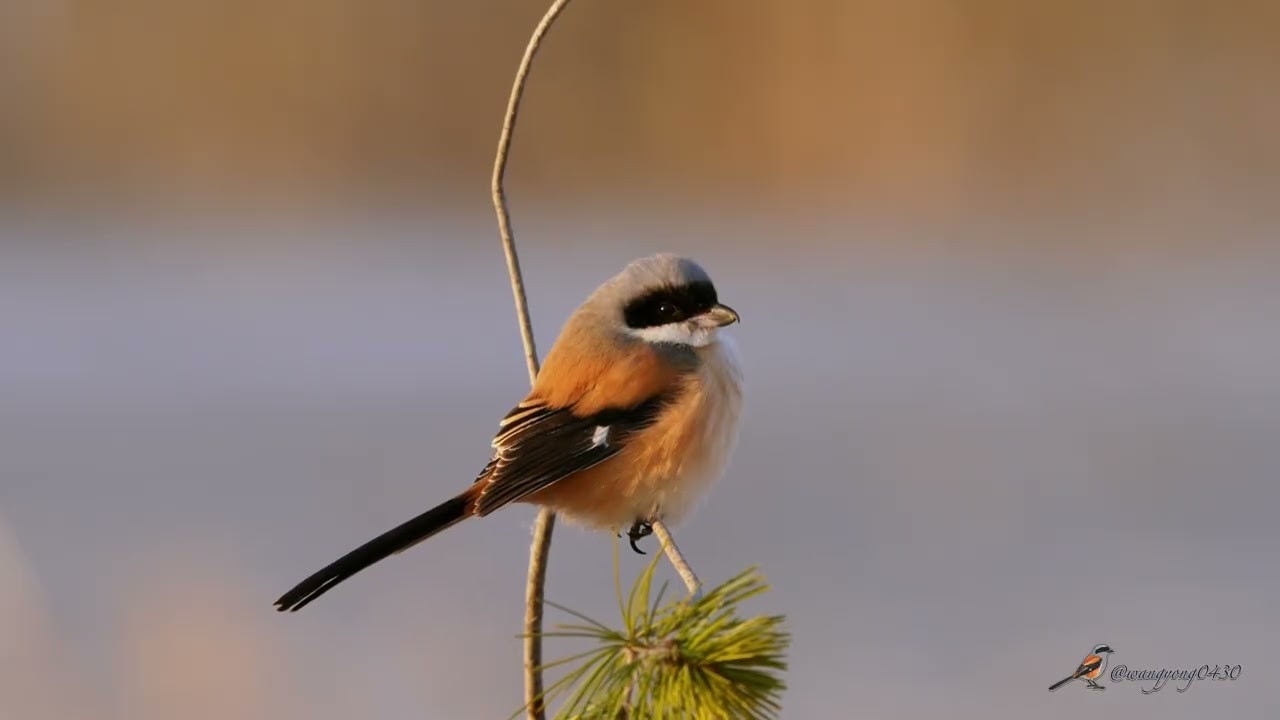 棕背伯勞 Long-tailed Shrike #birds #wildlife #nature #birdingparadise #birdwatching  #4k#birdphotography