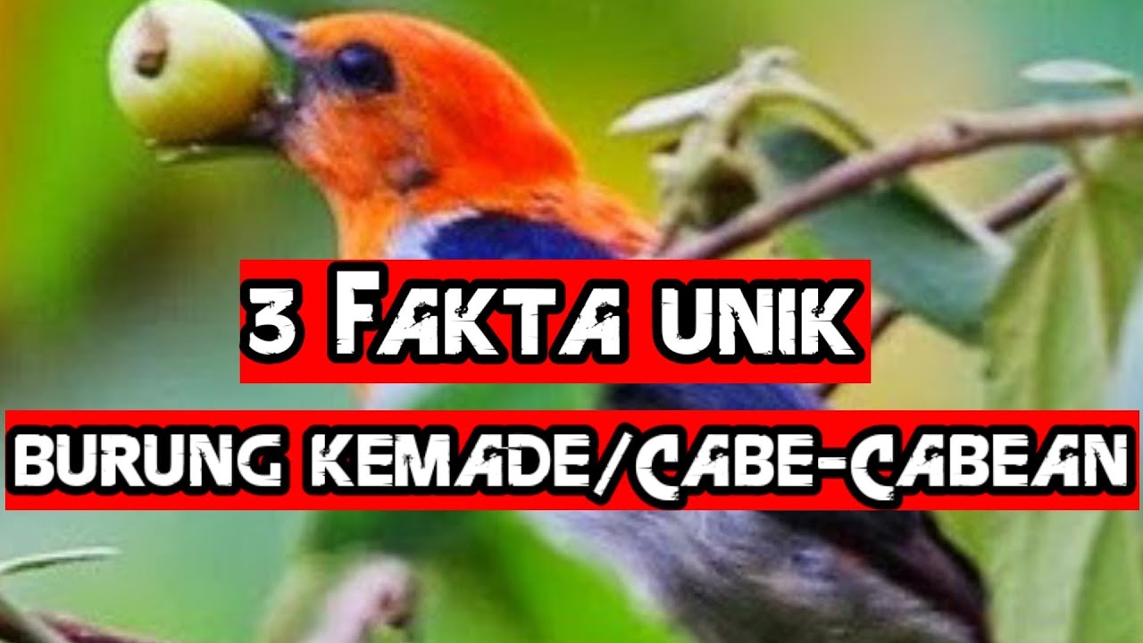 3 Fakta unik burung kemade / cabe - cabean