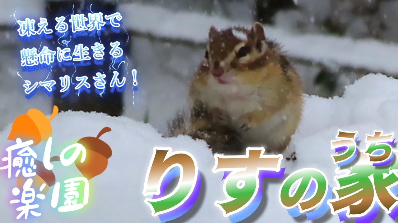 🐿️【大雪のリス園！】震えながらも冬を乗り越えようとするシマリスさんの姿が胸に刺さります。