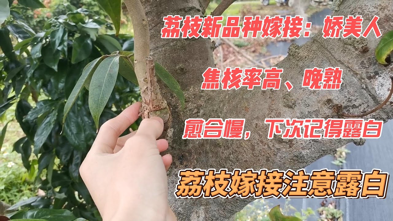 晚熟荔枝新品種&ldquo;嬌美人&rdquo;，果大晚熟，焦核率高，果肉嫩滑好吃 