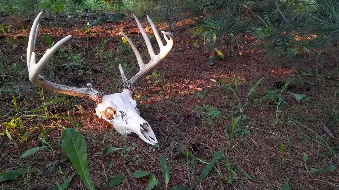 Cernunnos~Medieval Pagan Folk Music with Spirit Drum and Bowed Lyre