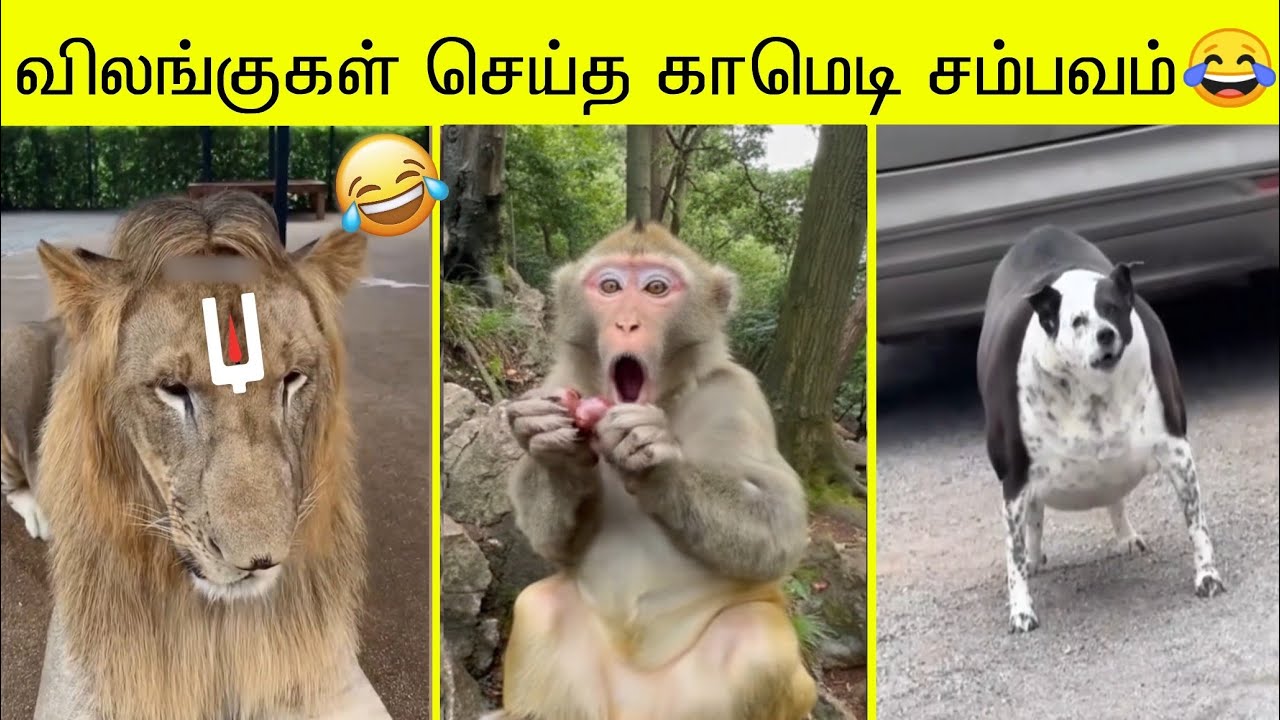 2025ல் நடந்த சிறந்த விலங்குகள் செய்த காமெடி சம்பவங்கள்🤣 | வாங்க சிரிக்கலாம்🤣