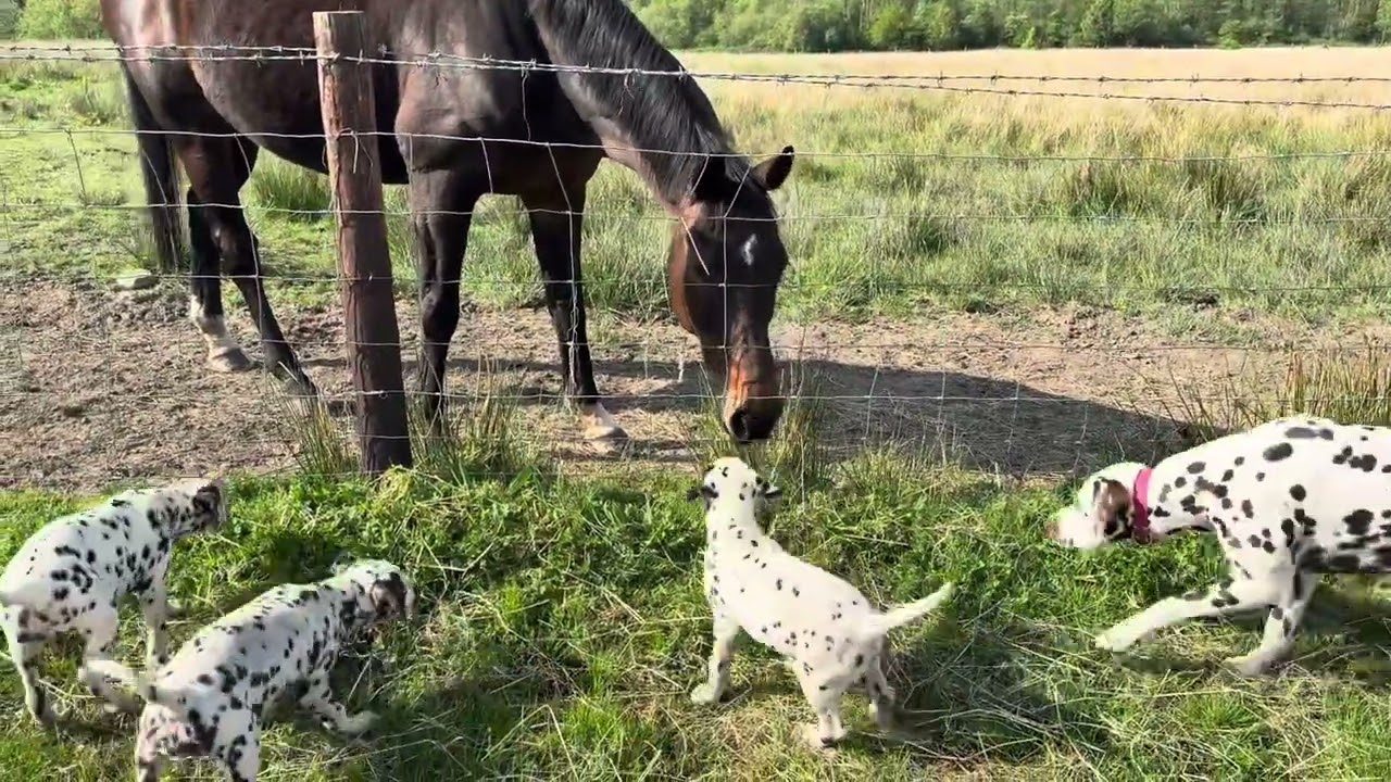 4 Dalmatian puppies go on an adventure walk