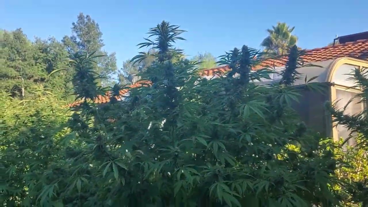 Time to harvest the Magic Melon by Humboldt Seed Company