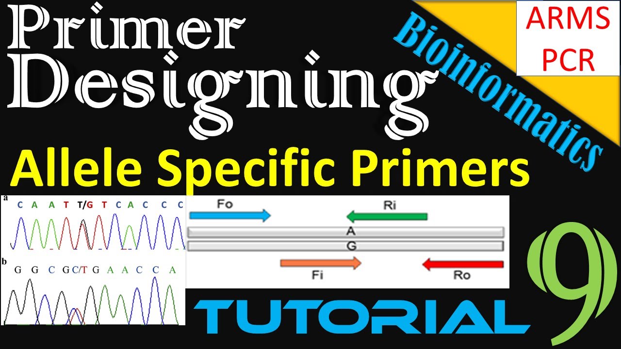 Primer Designing | Allele (SNP) Specific Primers Using BatchPrimer3 || ARMS PCR || Tutorial 9