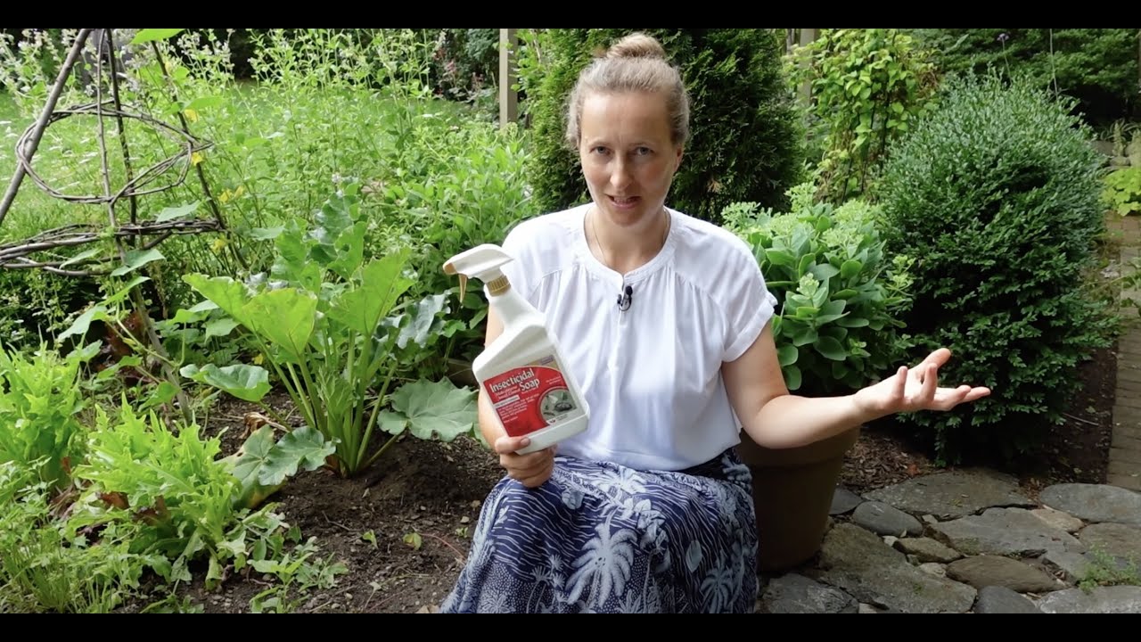 Insecticidal Soap for Organic Gardening: Benefits and Limitations