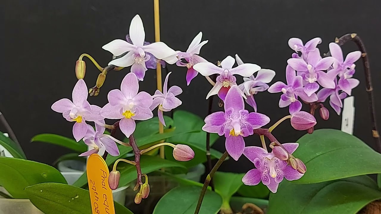 Почему Ph.equestris? Зачем тебе столько?!
