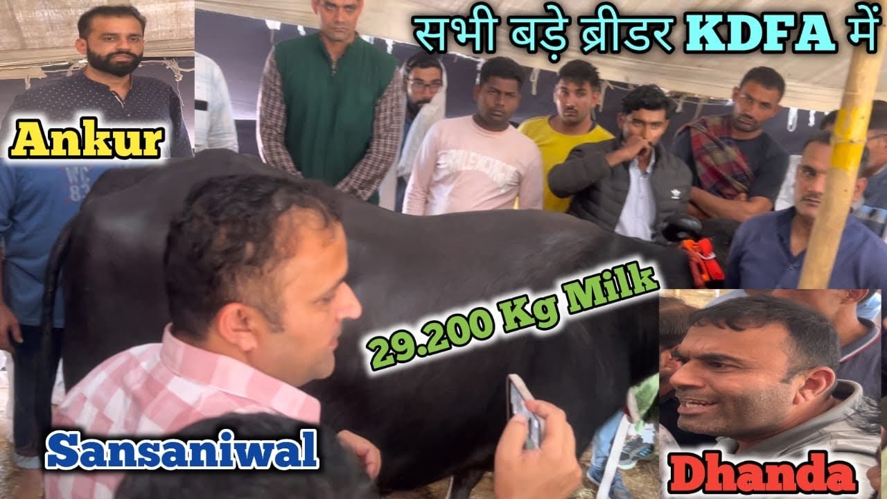 Sukhbir Dhanda ने खोले कई बड़े राज दूध वाली भैसों के बारे में कैसे निकालती है भैंस 30 किलो दूध KDFA