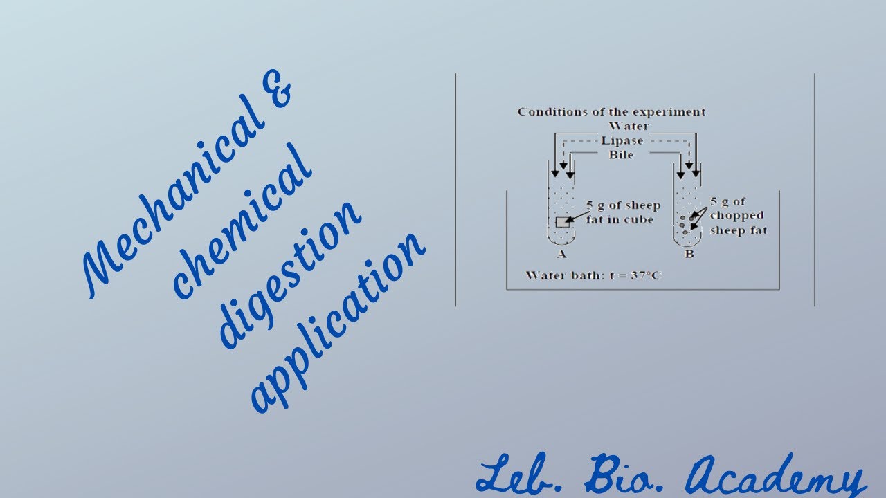 application: mechanical and chemical digestion