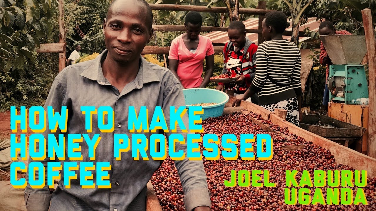 How To Make Honey Processed Coffee - Joel Kaburu from Sipi Falls, Uganda
