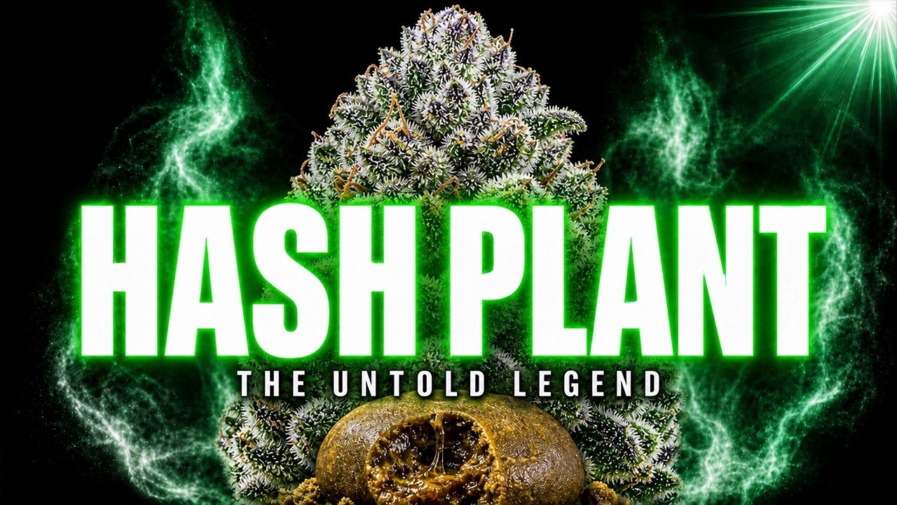 Hash Plant: The Untold Story Of The Original Hash‑Making Legend