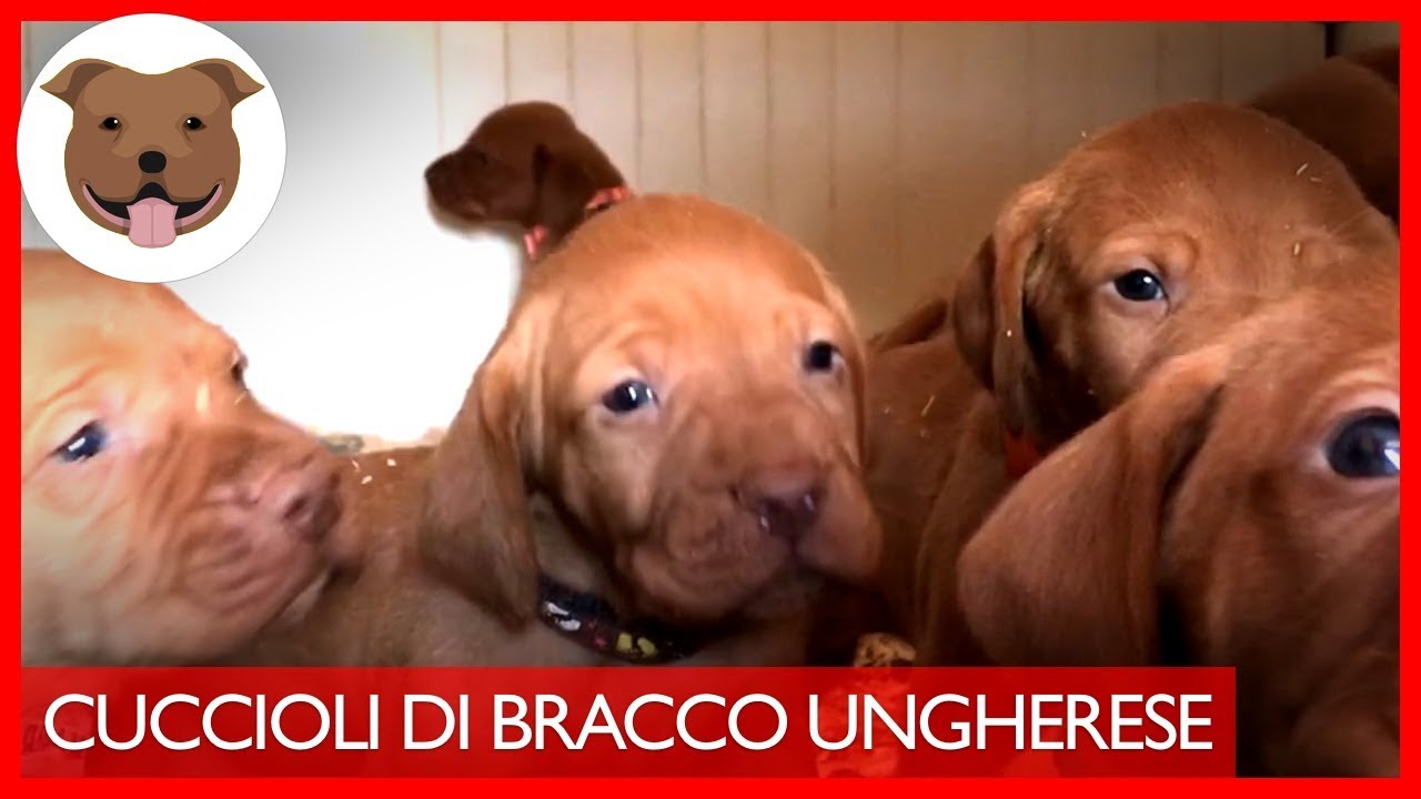 Cuccioli di Bracco Ungherese (Vizsla) | Cagnolini di 30 Giorni