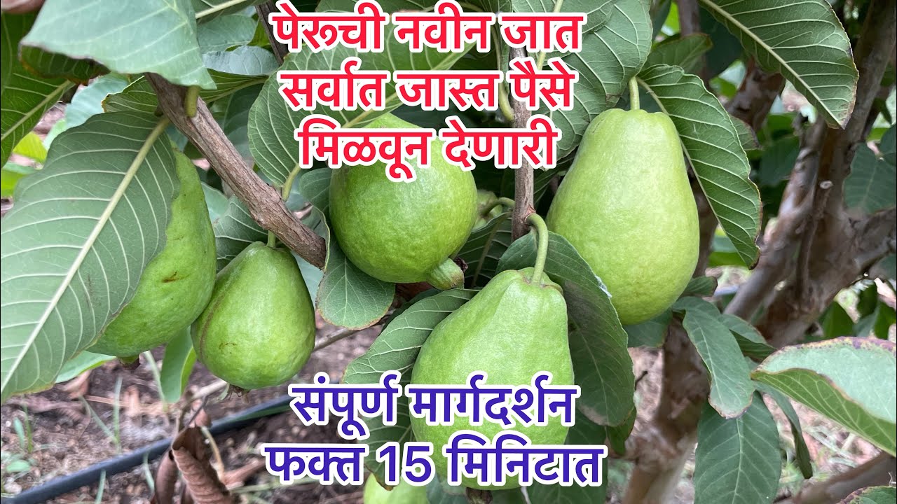 पेरू रेड डायमंड (गुजरात रेड) भाग-2 सर्व माहिती... परत मनात शंका राहणारच नाही