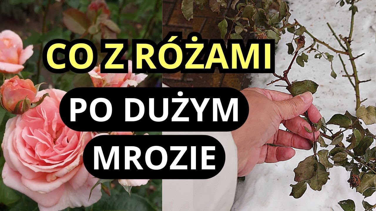 Czy te róże przemarzły całkowicie -mój ogród w lutym, róże nostalgiczne