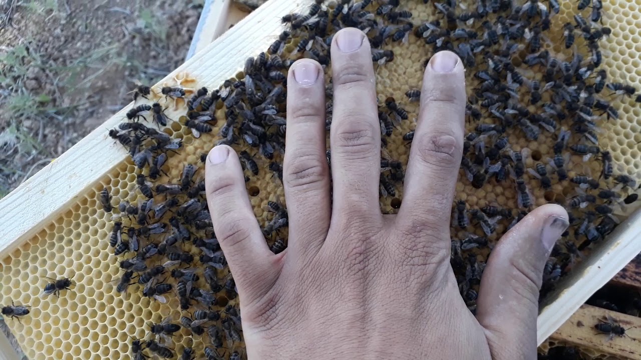 أنظرو ما شاء الله ما أجمل عمل ملكة التطريد الطبيعي....